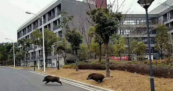 大学校园只野猪拔腿狂奔，网友神回复食堂大神呢？准备开荤