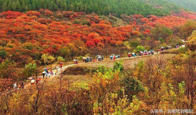 29.9元抢购临朐官护山红叶景区门票 可以欣赏满山红叶的美景啦