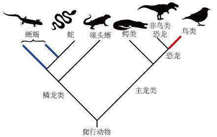 琥珀中的“史上最小恐龙”，也许是史上最大乌龙