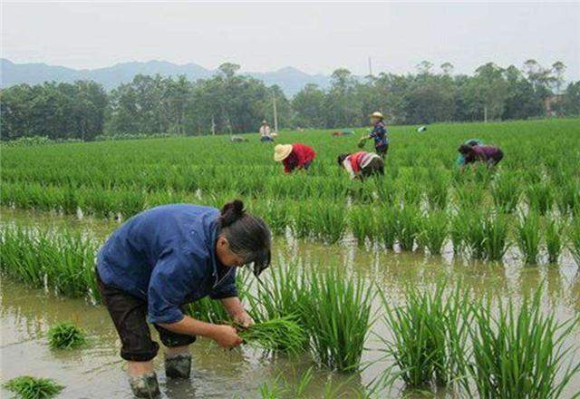 种植水稻：水秧和旱秧的特性，以及种植注意要点