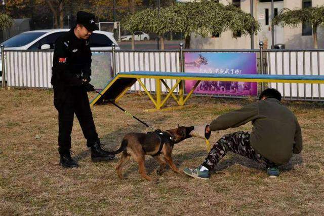 长大后，我就成了你！北京市公安局首批警用克隆犬正式入警