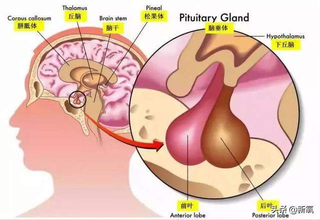 郑秀晶又胖着玩了，水桶腰、丸型臂，一年复胖2次身体能扛住吗？