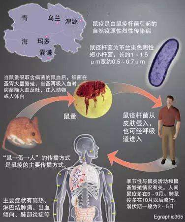 突发！北京确诊2例鼠疫患者！真有传言中那么恐怖吗？