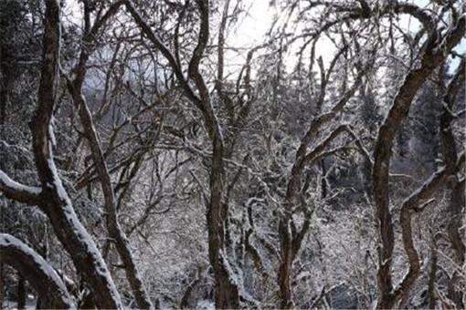 2019峨眉山第一场雪