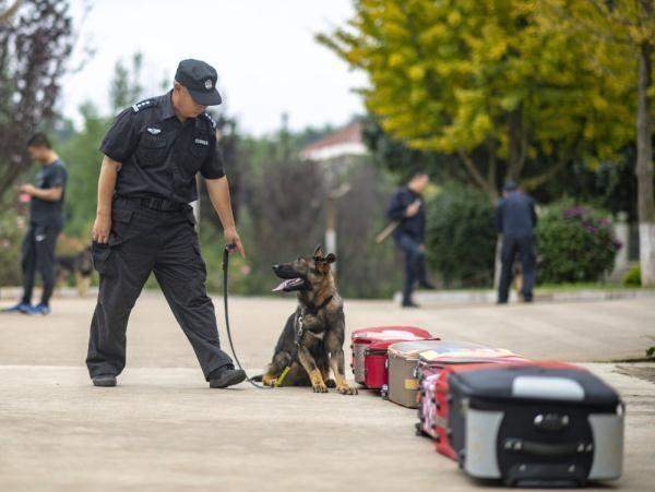 我国首只警用工作克隆犬“昆勋”入警