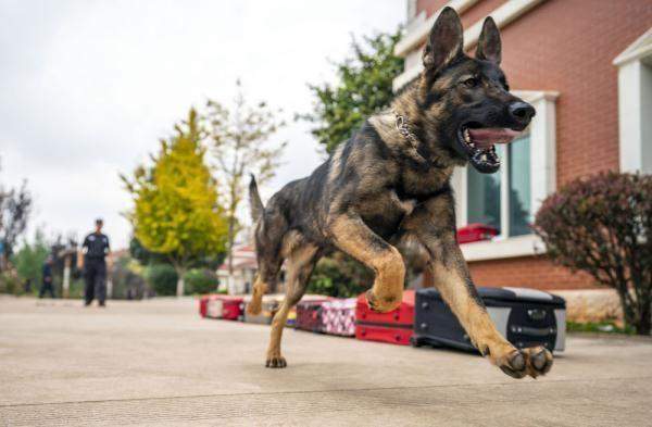 我国首只警用工作克隆犬“昆勋”入警