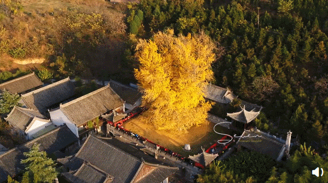 千年银杏火到国外怎么回事 西安千年古银杏让中外网友惊叹