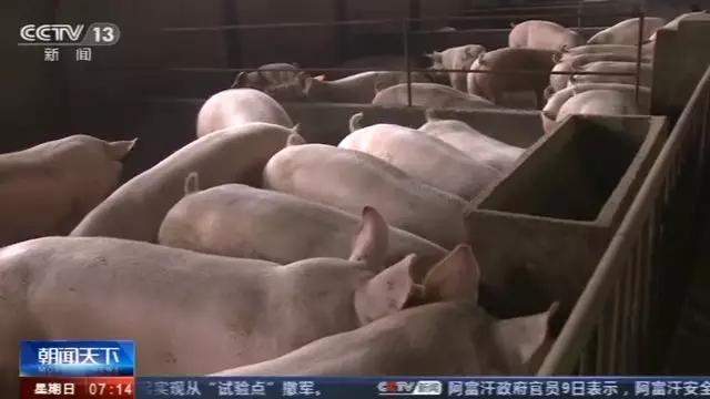 猪肉真降价了！有超市每斤直跌3元，是拐点还是“中场休息”？