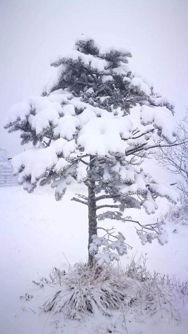 下！雪！啦！峨眉山迎来今冬第一场雪，厚度达10cm