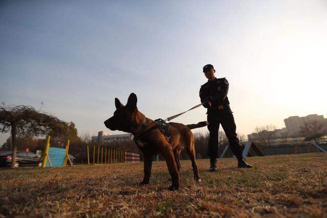 佩戴徽章和彩色项圈！北京首批6头警用克隆犬正式入警