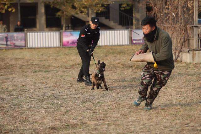 佩戴徽章和彩色项圈！北京首批6头警用克隆犬正式入警