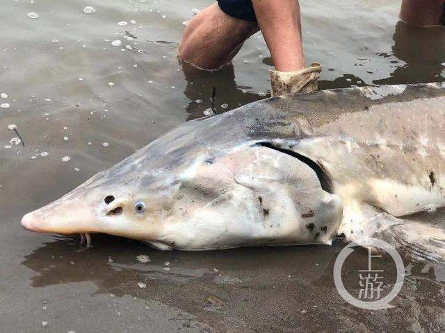 百余斤长江鲟惊现重庆江边 长度超两米