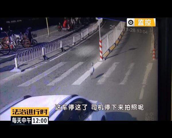 突发！北京街头惊现“仙鹤”，司机纷纷避让，已得到民警救助