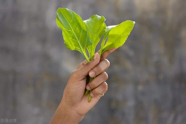 你喜欢吃菠菜吗？菠菜居然有这么多营养功效！以前真是小看它了…