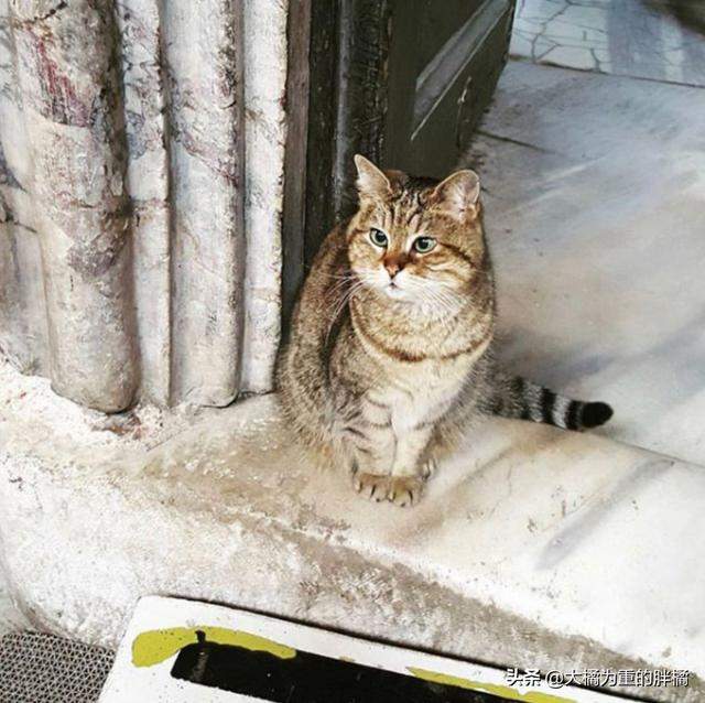 流浪猫住在圣索菲亚大教堂，16年来配合游客拍照，曾跟奥巴马合影