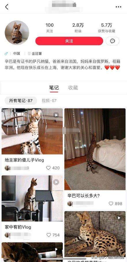 上海男子花5万元吸猫却被拘留！这样的猫你敢吸吗？