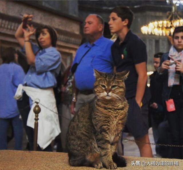 流浪猫住在圣索菲亚大教堂，16年来配合游客拍照，曾跟奥巴马合影