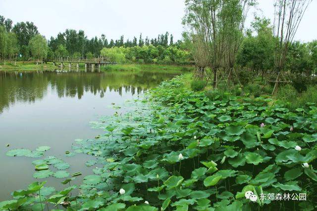 【通州创森】仙气飘飘！这里的白荷花惊艳了整个夏天！