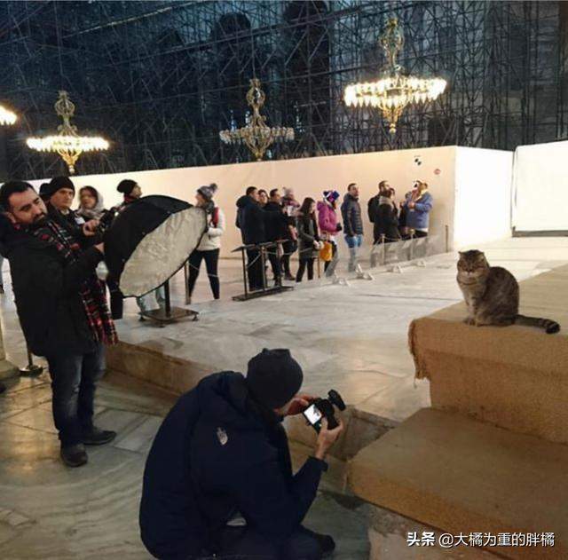 流浪猫住在圣索菲亚大教堂，16年来配合游客拍照，曾跟奥巴马合影