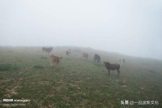 伊朗北方天然牧场，不仅牛羊肥沃，也是度假和避暑之处