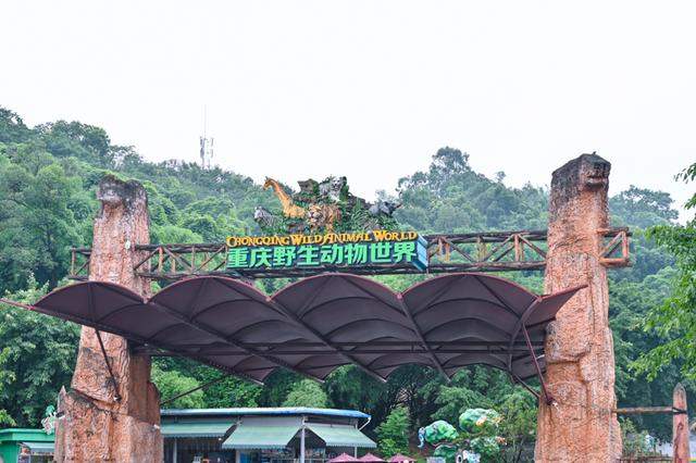 重庆最大的野生动物园，还能乘车投食老虎和狮子，动物比游客还多