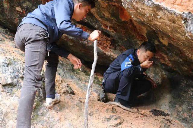 青海山体滑坡，一头大棕熊跌落···