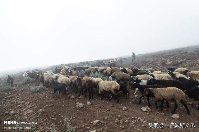 伊朗北方天然牧场，不仅牛羊肥沃，也是度假和避暑之处