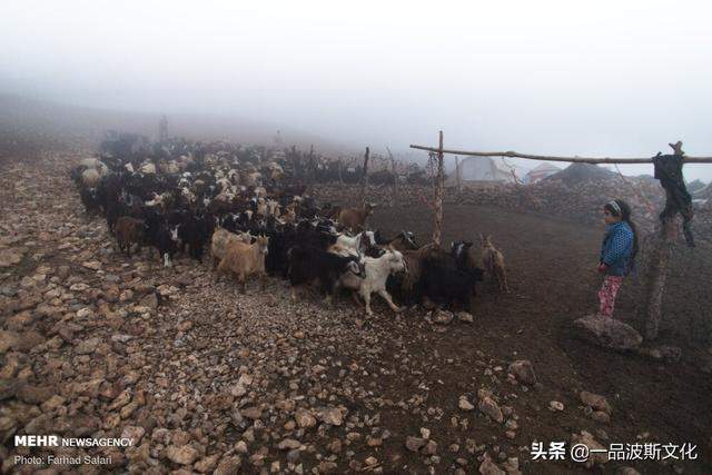 伊朗北方天然牧场，不仅牛羊肥沃，也是度假和避暑之处