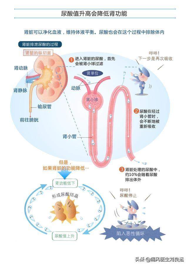 患上痛风检查肾功能不好，如何保肾同时药物降尿酸？