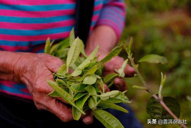 云南这些「隐秘的角落」，才是茶人最向往的地方