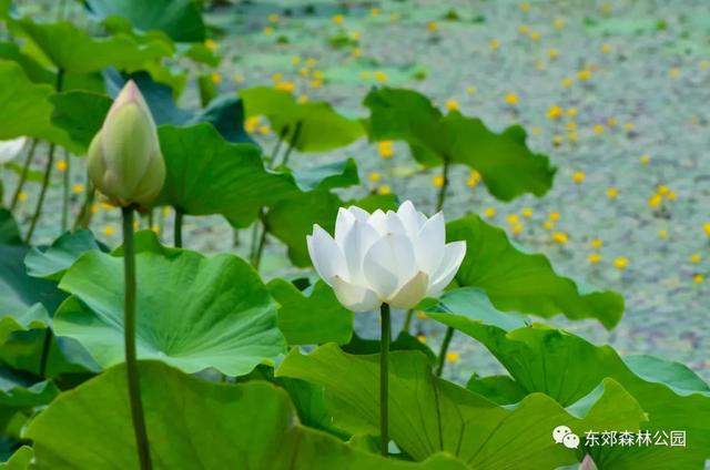 【通州创森】仙气飘飘！这里的白荷花惊艳了整个夏天！