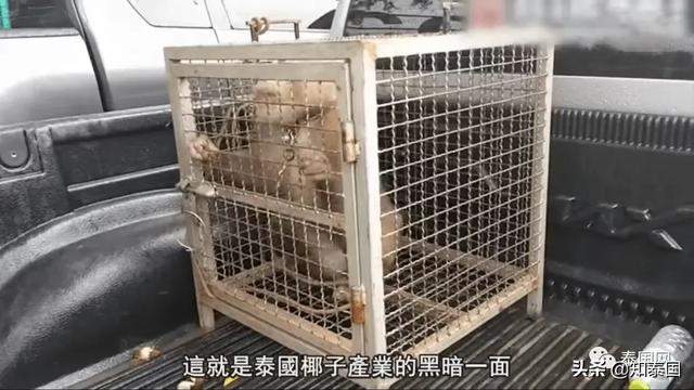 对泰挑“猴权战争”？英国美国人，你们配当“猴子搬来的救兵”？