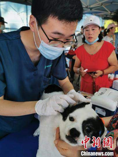 深圳10月起犬只未植入芯片将被视为无证养犬