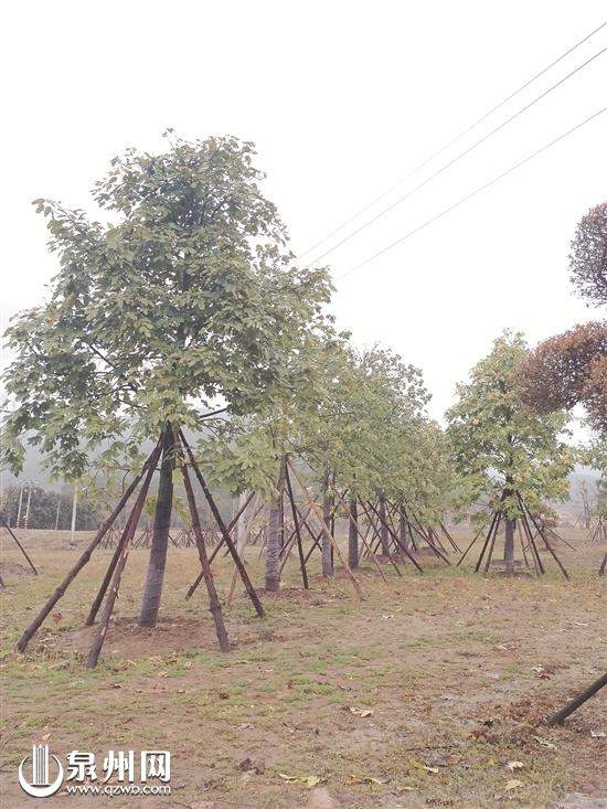 泉州古城的植物世界：29种珍稀植物63种奇花异木