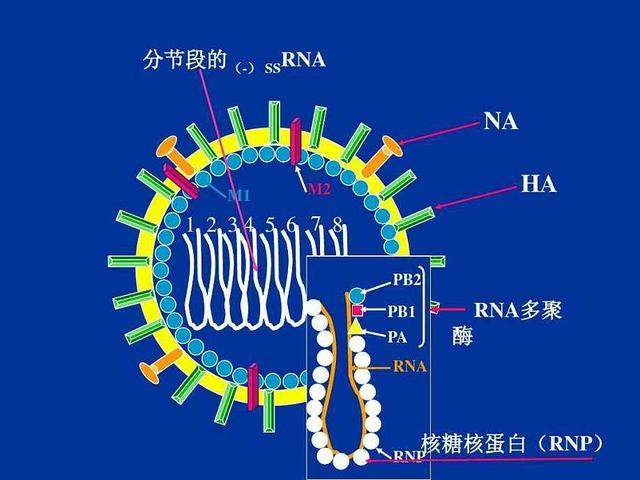 巴西现不寻常的“新型病毒”，持续5个月的美国流感影响有多大？