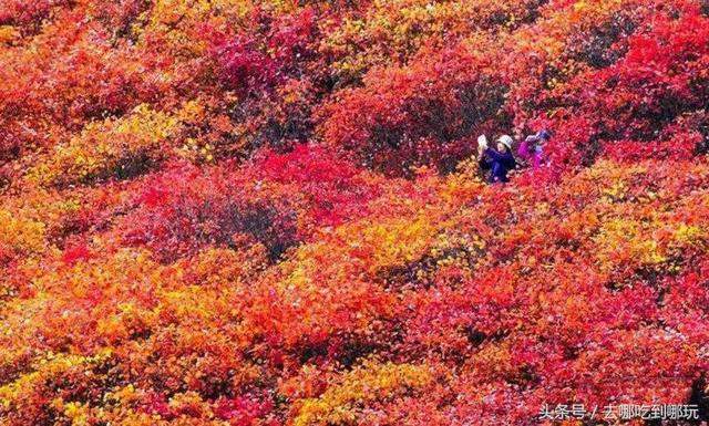 29.9元抢购临朐官护山红叶景区门票 可以欣赏满山红叶的美景啦