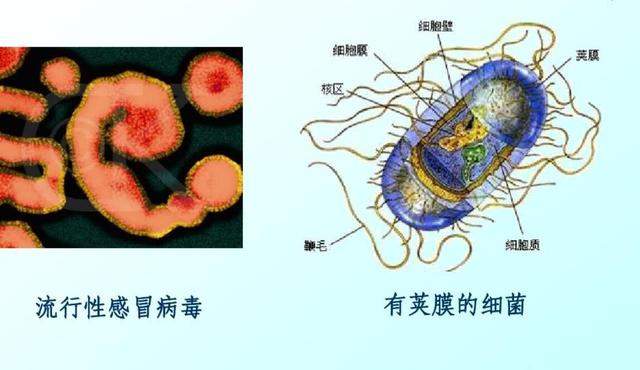 巴西现不寻常的“新型病毒”，持续5个月的美国流感影响有多大？