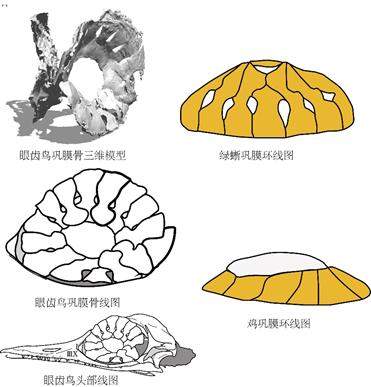 琥珀中的“史上最小恐龙”，也许是史上最大乌龙