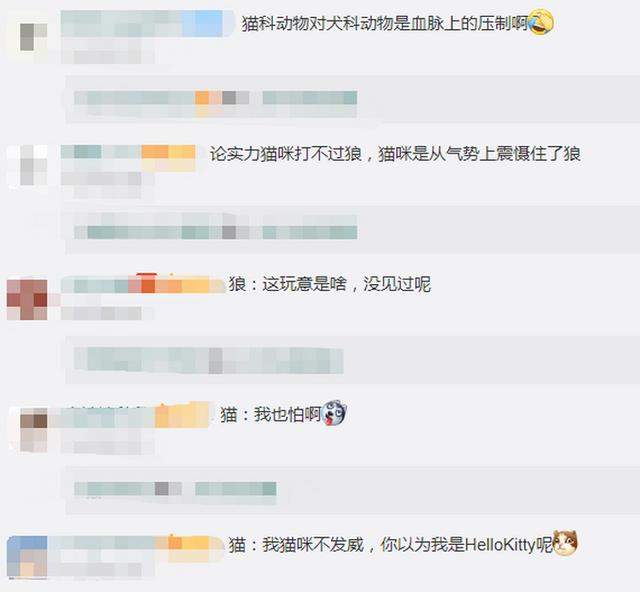 猫咪勇敢击退三只恶狼，网友脑补猫咪内心OS：三条狗子？