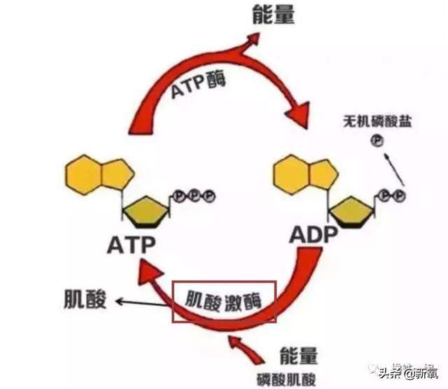 郑秀晶又胖着玩了，水桶腰、丸型臂，一年复胖2次身体能扛住吗？