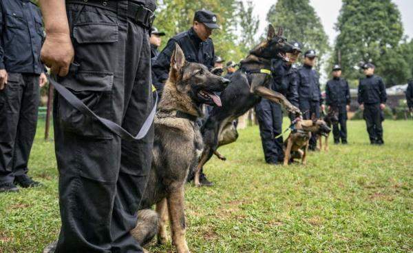 我国首只警用工作克隆犬“昆勋”入警