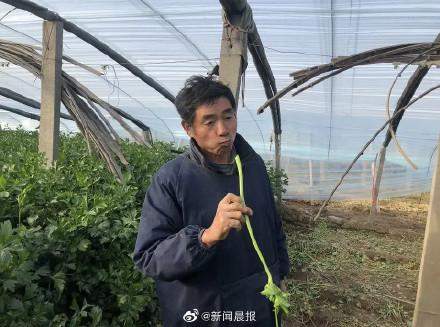 芹菜面膜问世引热议机构透露：正在研制大葱面膜