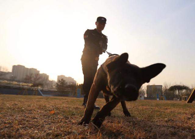 佩戴徽章和彩色项圈！北京首批6头警用克隆犬正式入警