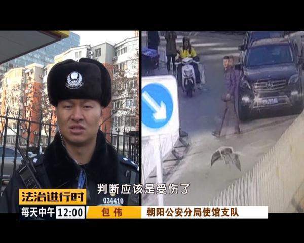 突发！北京街头惊现“仙鹤”，司机纷纷避让，已得到民警救助