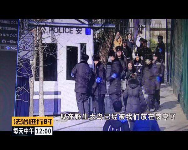 突发！北京街头惊现“仙鹤”，司机纷纷避让，已得到民警救助