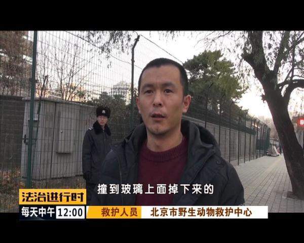 突发！北京街头惊现“仙鹤”，司机纷纷避让，已得到民警救助