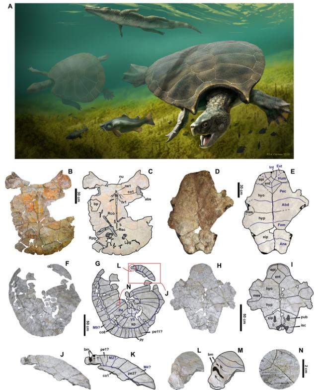 古生物学家深入解析已灭绝巨型乌龟的化石，龟壳长达3米