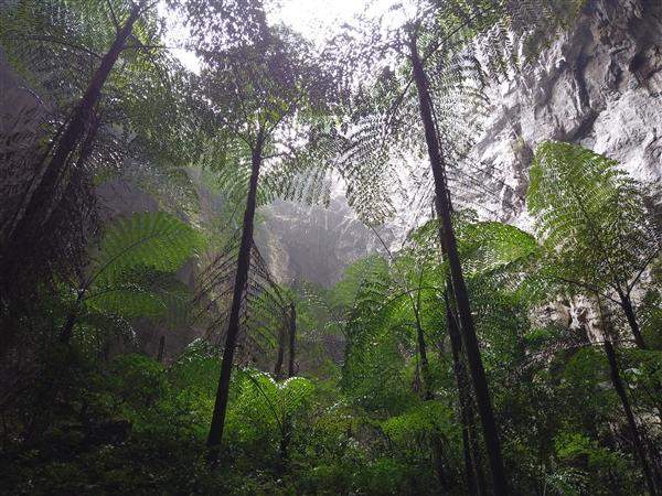 我国再次发现天坑群！海拔千米之上，植被群落完好