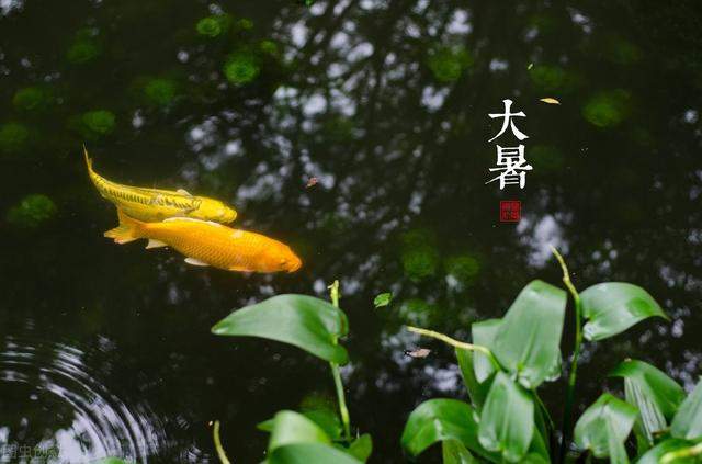 大暑｜夏季最后一场狂欢