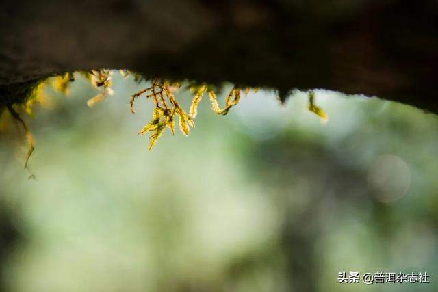 云南这些「隐秘的角落」，才是茶人最向往的地方